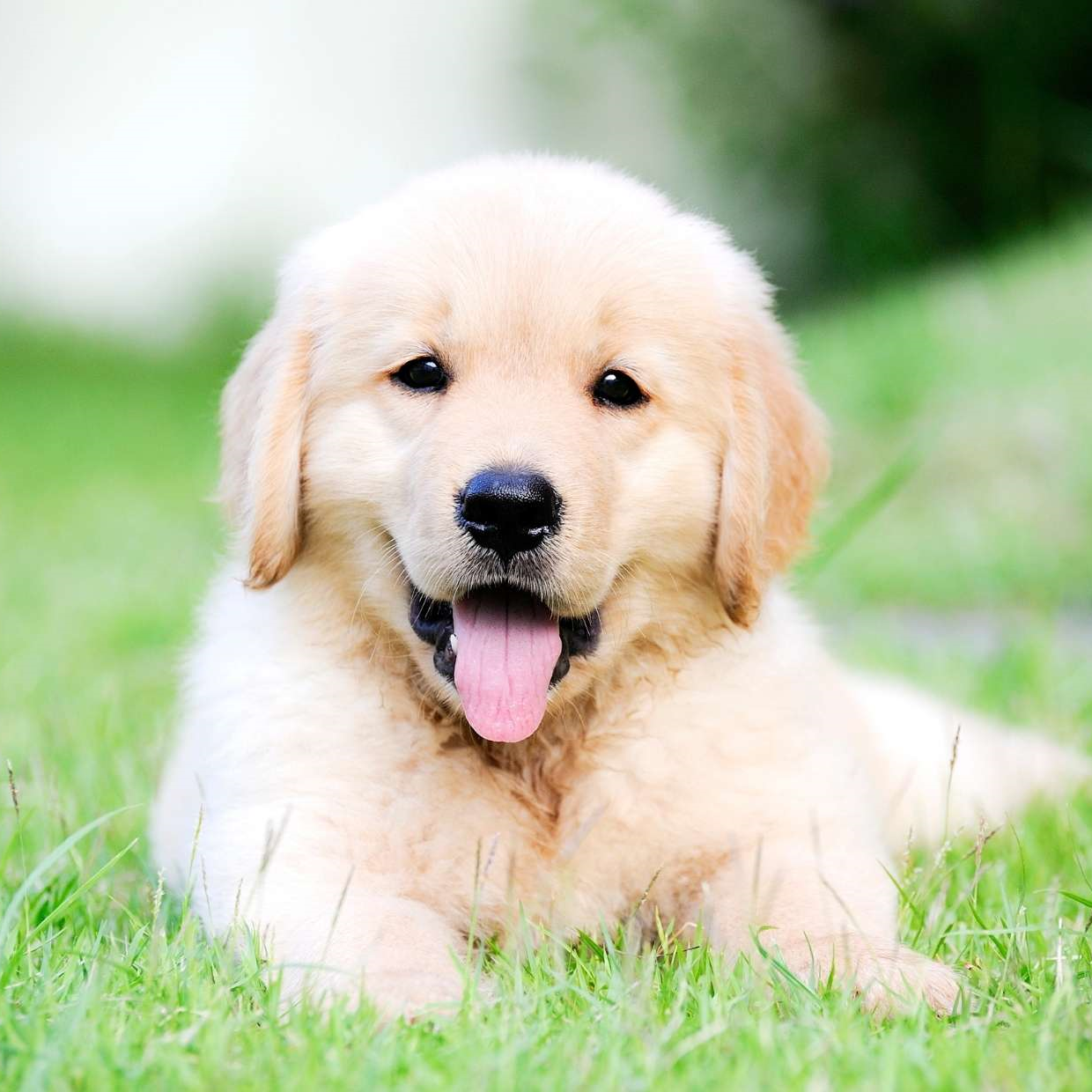 Hunde