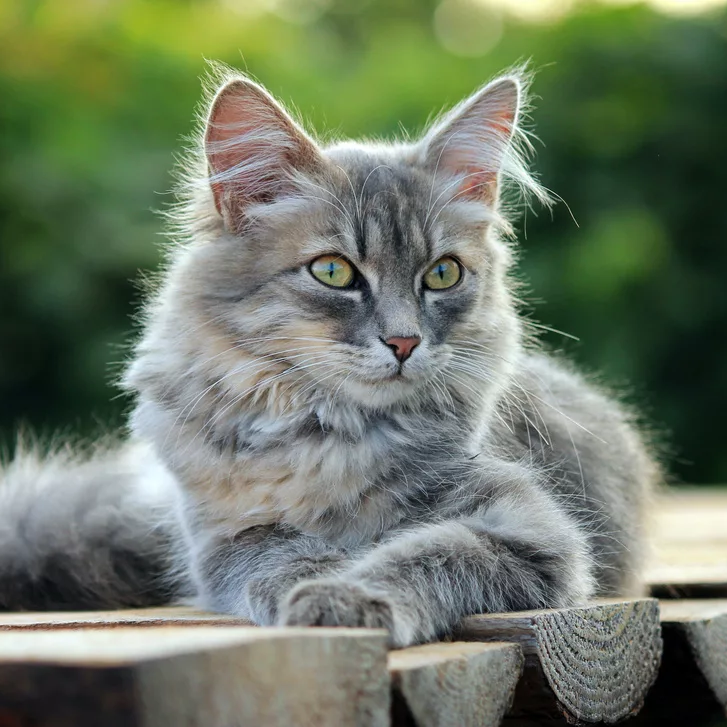 Katzen